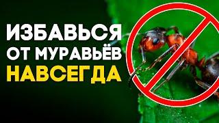 УНИВЕРСАЛЬНОЕ СРЕДСТВО ОТ МУРАВЬЁВ ДОМА И НА ДАЧЕ ОТ ЧЕГО ПОГИБНУТ МУРАВЬИ? \\ Димон и пумба