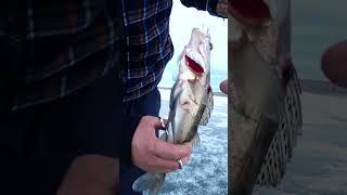 ПОЙМАН БОЕЦ СУДАК#shorts #рыбалка #fishing #nature #fish #эдвардкосичка  #природа #snow #отдых