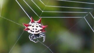 Spiny Orb Weaver Spider Spinning A Web