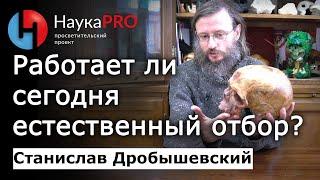 Работает ли естественный отбор сегодня? – Станислав Дробышевский  Лекции по антропологии  Научпоп