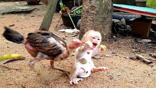 The war between chickens and monkeys vying for hot cakesBut funny