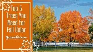 Top 5 Trees You Need for Fall Color  NatureHills.com