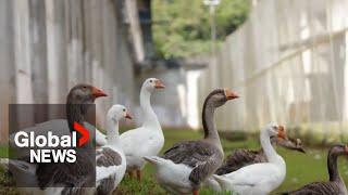 Duck duck goose Brazil prison uses “geese agents” to keep inmates in check