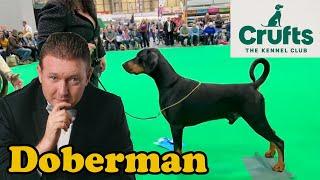 Crufts 2022 Doberman Pinscher