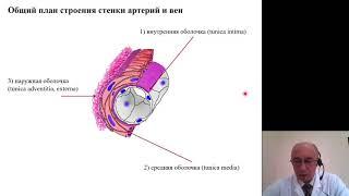 Гистология. Сердечно сосудистая система