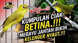 Kumpulan Ciak BETINA Kecial Kuning Ampuh MERAYU JANTAN Bikin KELENGER NYAUT‼️ PEPADU KECIAL