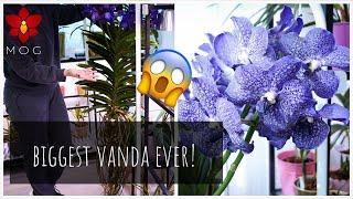 BIGGEST Orchid Ive ever seen  + Watch this first if you want to grow Vanda Orchids in pots