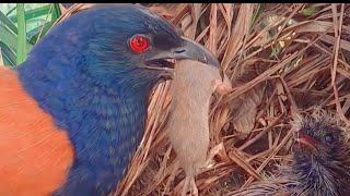 TIKUS SELALU JADI INCARAN BURUNG BUTBUT UNTUK ANAKNYA YANG RAKUS