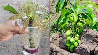 Simple Method Grafting Mango With Onion In A Glass Of Water