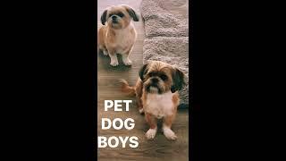 QUARANTINED PET DOG BOYS - SOCIAL DISTANCING  - ITS A SIN