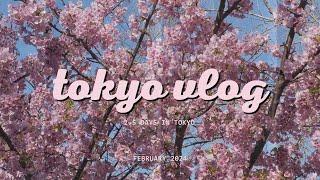 2.5 Days in Tokyo   wandering tokyo streets tsukiji market asakusa cherry blossoms food