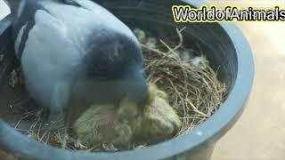 Dove feeding her babies in nest