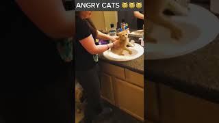 ANGRY CATS #cats #catshorts #fannyvideo #shortsvideo #shorts