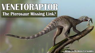 Venetoraptor The Pterosaur Missing Link?