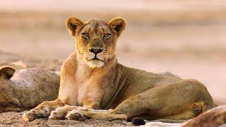 This Flirty Lioness is Putting on A Show