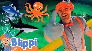 Blippi Explores a FUN Aquarium  Learning Sea Animals For Children  Educational Videos for Kids