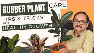 रबर प्लांट की देखभाल कैसे करें ? Rubber Plant Care Tips & Tricks for Healthy Growth