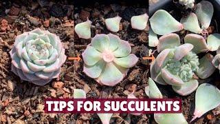 Useful Tips for Succulents You Must Know 🪴  Succulent Garden多肉植物  다육이들  Suculentas