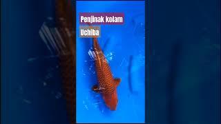 penjinak kolam ikan koi #fish