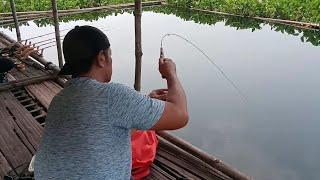 Mancing Lalawak Jatiluhur hanya dengan 1joran ..full strike