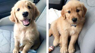  Cutest Golden Puppies Make You Feel Completely At Ease While Watching   Cute Puppies