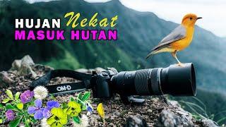 Enjoy Hujan Masuk Hutan Rekam Aneka Burung  penelusuran