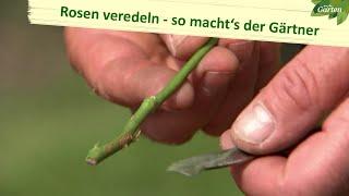 Rosen – So werden sie veredelt  MDR Garten