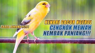 SUARA BURUNG 291 Kenari GACOR PANJANG INI Cocok untuk Masteran KENARI PAUD dan Kenari Macet BUNYI