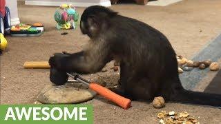 Extremely intelligent monkey uses mallet to crack nuts