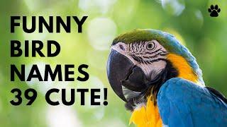  Funny Bird Names  39 CUTE  TOP  BEST Ideas  Names