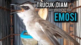 trucukan gacor TARUNG ROPEL PANJANG pancingan trucukan agar bunyi jadikan burung trucuk gacor EMOSI