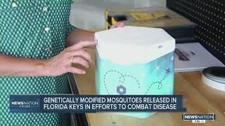 Genetically modified mosquitoes released in Florida Keys to reduce spread of diseases