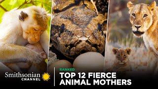 Top 12 Fierce Animal Mothers ️‍ Smithsonian Channel