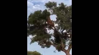 incredible video of lioness going after a leopard on the tree see what happens next #shorts