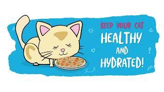 Quench Your Kittys Thirst Discover Cat Hydration with Weruva