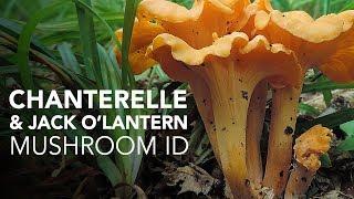 Chanterelle & Jack OLantern — Mushroom ID