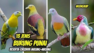 13 Jenis Burung Punai di Indonesia Jenis2 Punai & Ciri-Cirinya