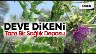 DEVE DİKENİNİN BU FAYDALARI SİZİ ÇOK ŞAŞIRTACAK - Deve Dikeni Faydaları - Kenger Otu Faydaları