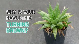 WHY IS YOUR HAWORTHIA TURNING BROWN?  SUCCULENT CARE TIPS