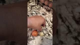 Difference between quail and chicken eggs #liliroseacres #shorts