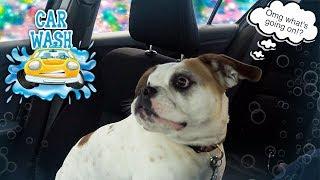 Bulldog Goes to Carwash For 1ST TIME