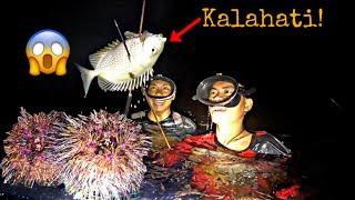 firstime To Kasing Laki Nang Tsenilas Na Samaral At Giant Sea Urchin.