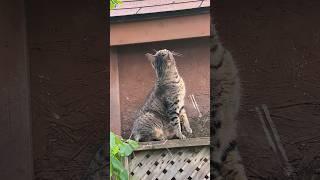 Adorable Bengal Cat Conquering The Fence Like A Boss #cat #猫 #bengalcat