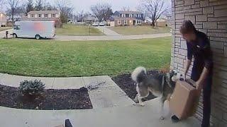 Husky SHOCKS Delivery Driver  FUNNIEST Pets Caught on Camera 