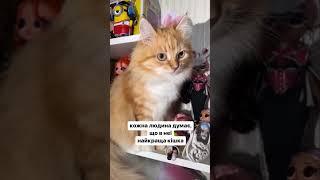 TOP TREND TIKTOK IRISKA CAT