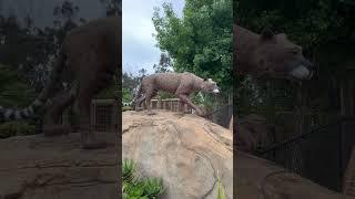  Elephant Odyssey  San Diego Zoo - Mini Zoo Tour #shorts