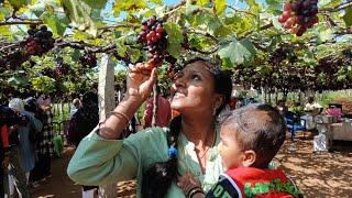 മുന്തിരി തോട്ടത്തിലേക്കൊരു യാത്ര..  grape garden visit  grape farm in tamilnadu