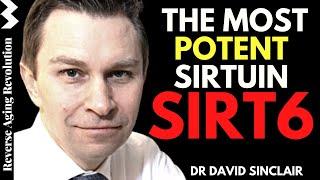 SIRT6 - The MOST Potent SIRTUIN   Dr David Sinclair Interview Clips