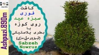 Sabzeh Norooz  کاشت سبزه عید روی کوزه یا بطری پلاستیکی توسط چند مربی هنری   سبزه فوری   هفت سین