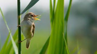 A Blyths reed warbler song Acrocephalus dumetorum Struikrietzanger